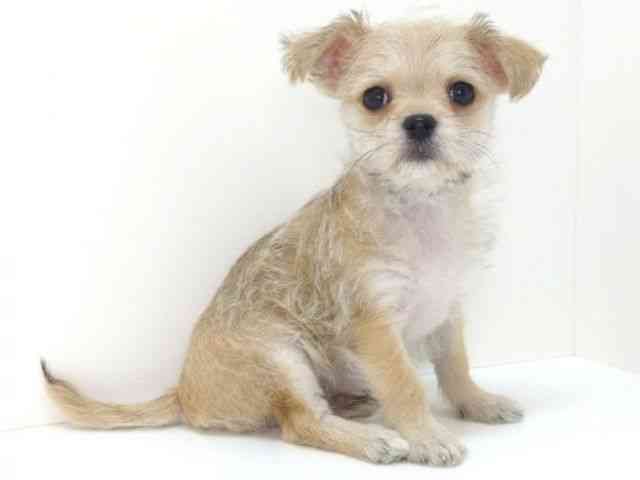 大阪府のチワマル/マルチワ(チワワ×マルチーズ) (ひごペットフレンドリーいこらもーる泉佐野店/2025年10月1日生まれ/男の子/レッドホワイト)の子犬の3枚目の画像