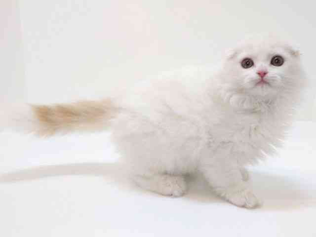 大阪府のスコティッシュフォールド (ひごペットフレンドリーいこらもーる泉佐野店/2025年10月1日生まれ/男の子/クリームタビーホワイト)の子猫の3枚目の画像