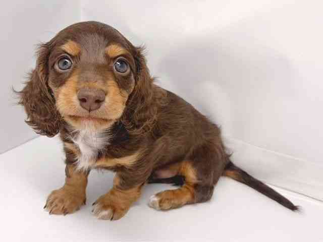 京都府のミニチュアダックスフンド(ロング) (ひごペットフレンドリー洛北阪急スクエア店/2025年10月2日生まれ/男の子/チョコレートタン)の子犬の3枚目の画像