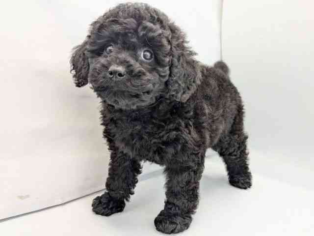 京都府のミニチュアプードル (ひごペットフレンドリー京都店/2025年10月2日生まれ/女の子/ブラック)の子犬の3枚目の画像