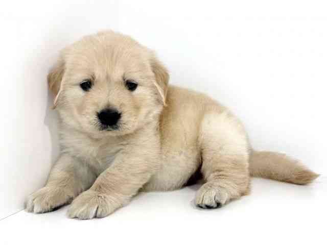 兵庫県のゴールデンレトリバー (ひごペットフレンドリーイトーヨーカドー明石店/2025年10月1日生まれ/男の子/ゴールデン)の子犬の3枚目の画像