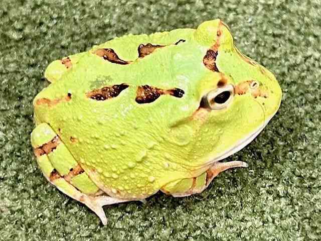 ツノガエル（その他）[人工フードOK!] | ひごペットフレンドリー