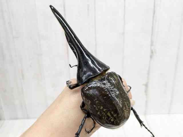 外国産[ヘラクレス・リッキー 3齢幼虫 F2ペア] | ひごペット