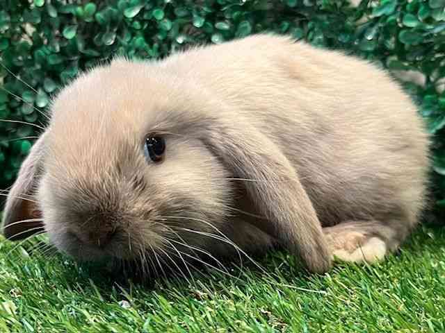 ロップイヤー[ドワーフロップイヤー] | ひごペットフレンドリー