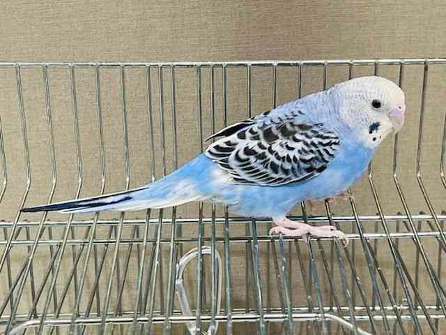 セキセイインコ[カラーバリエーション豊富♪] | ひごペット