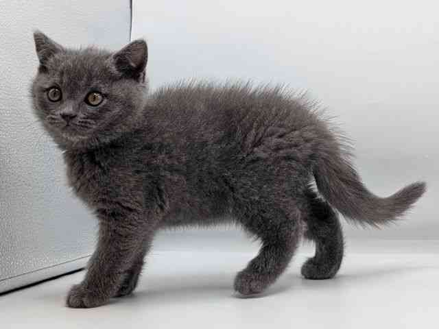 香川県のブリティッシュショートヘアー (ひごペットフレンドリーゆめタウン高松店/2025年10月4日生まれ/男の子/ブルー)の子猫の3枚目の画像