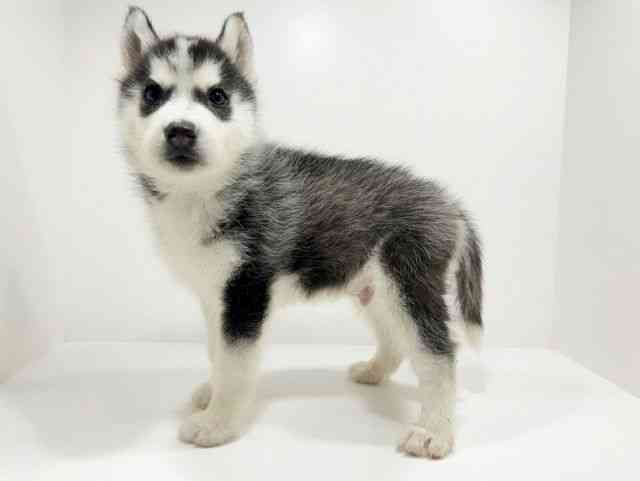 広島県のシベリアンハスキー (ひごペットフレンドリーフジグラン神辺店/2025年9月25日生まれ/男の子/ブラックホワイト)の子犬の3枚目の画像