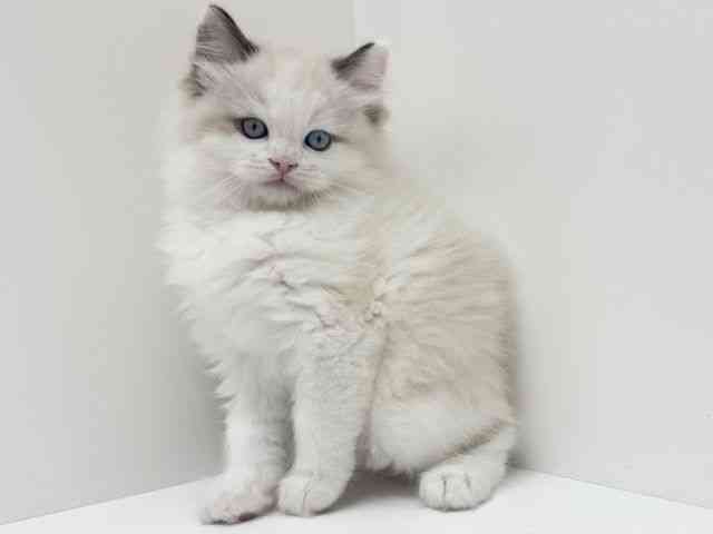 大阪府のラグドール (ひごペットフレンドリーくずはモール店/2025年10月3日生まれ/男の子/シールポイントバイカラー)の子猫の3枚目の画像