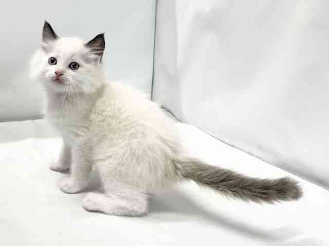 愛媛県のラグドール (ひごペットフレンドリーイオンモール今治新都市店/2025年10月3日生まれ/男の子/シールポイントバイカラー)の子猫の3枚目の画像