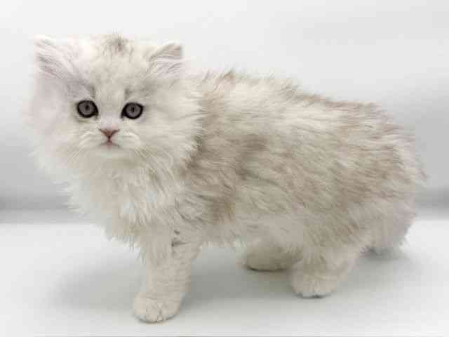 大阪府のペルシャ (ひごペットフレンドリーららぽーとEXPOCITY店/2025年10月4日生まれ/女の子/チンチラシルバー)の子猫の3枚目の画像