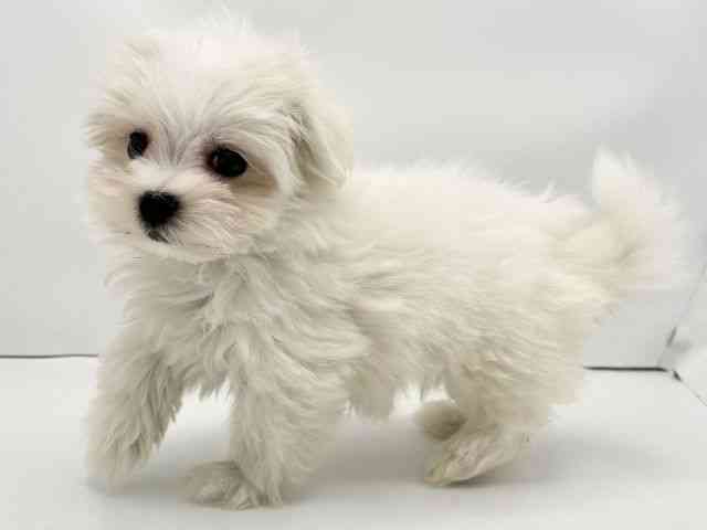 兵庫県のマルチーズ (ひごペットフレンドリークラウンパーク伊丹店/2025年10月4日生まれ/女の子/ホワイト)の子犬の3枚目の画像