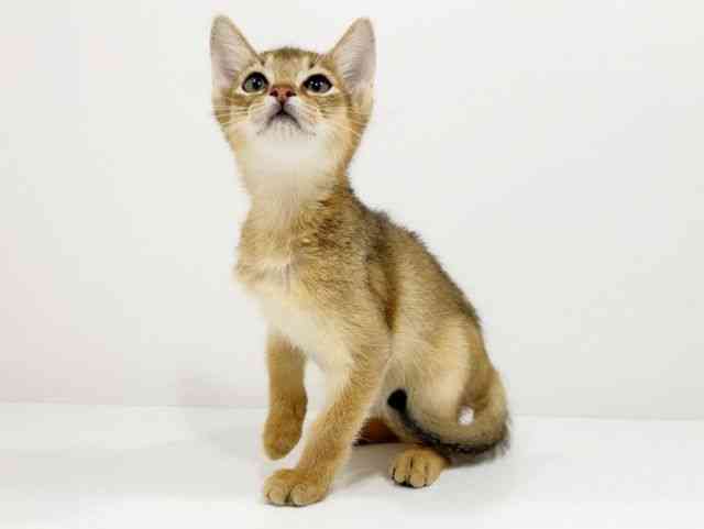 広島県のアビシニアン (ひごペットフレンドリーフジグラン神辺店/2025年9月21日生まれ/女の子/ルディ)の子猫の3枚目の画像