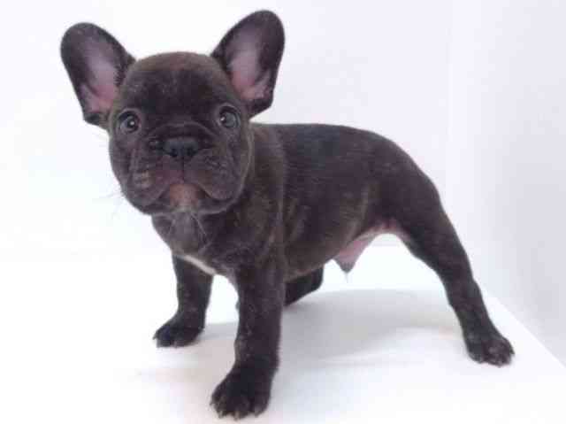 大阪府のフレンチブルドッグ (ひごペットフレンドリーいこらもーる泉佐野店/2025年10月4日生まれ/男の子/ブリンドル)の子犬の3枚目の画像