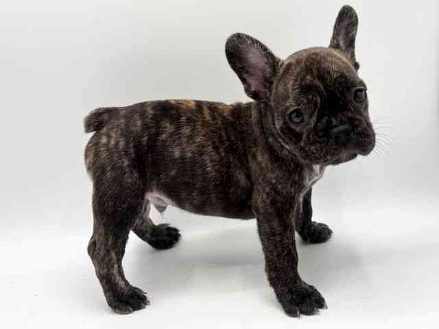 大阪府のフレンチブルドッグ (ひごペットフレンドリーみのおキューズモール店/2025年10月4日生まれ/男の子/ブリンドル)の子犬の3枚目の画像