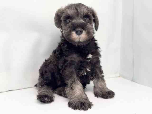 京都府のミニチュアシュナウザー (ひごペットフレンドリー洛北阪急スクエア店/2025年10月5日生まれ/女の子/ソルトペッパー)の子犬の3枚目の画像