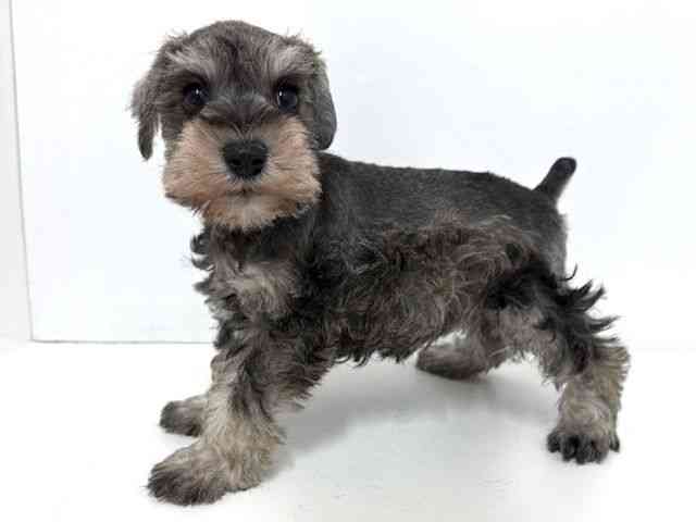 大阪府のミニチュアシュナウザー (ひごペットフレンドリーベルファⅡ都島店/2025年10月5日生まれ/女の子/ソルトペッパー)の子犬の3枚目の画像