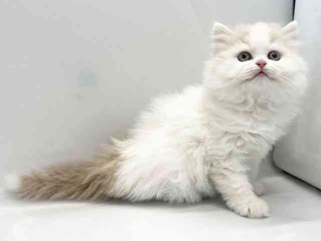 京都府のラガマフィン (ひごペットフレンドリー京都店/2025年10月3日生まれ/男の子/クリームホワイト)の子猫の3枚目の画像