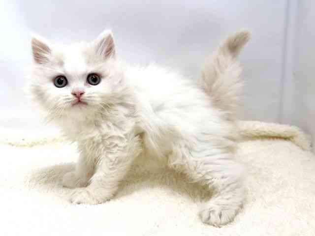 広島県のラガマフィン (ひごペットフレンドリーゆめタウン廿日市店/2025年10月3日生まれ/女の子/クリームホワイト)の子猫の3枚目の画像