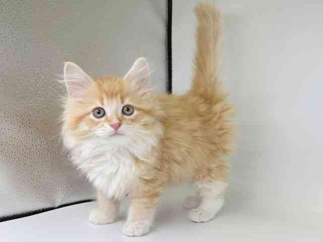 大阪府のサイベリアン (ひごペットフレンドリー瓜破店/2025年10月4日生まれ/男の子/レッドタビーホワイト)の子猫の3枚目の画像