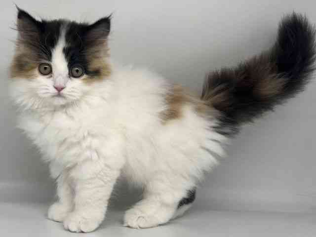 徳島県のサイベリアン (ひごペットフレンドリーゆめタウン徳島店/2025年10月4日生まれ/女の子/キャリコ)の子猫の3枚目の画像