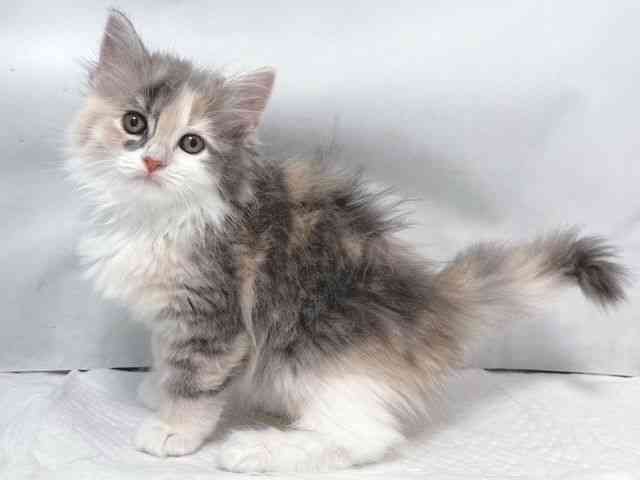 大阪府のサイベリアン (ひごペットフレンドリー堺プラットプラット店/2025年10月4日生まれ/女の子/ダイリュートキャリコ)の子猫の3枚目の画像