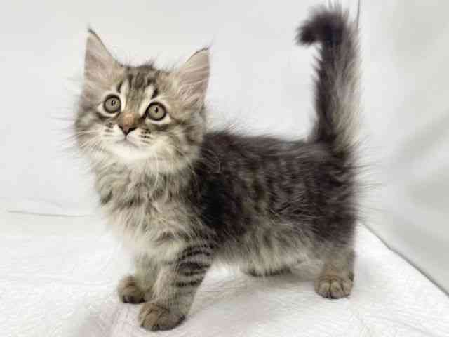 高知県のサイベリアン (ひごペットフレンドリーイオンモール高知店/2025年10月4日生まれ/男の子/ブラウンタビー)の子猫の3枚目の画像