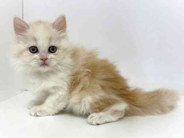 大阪府のサイベリアン (ひごペットフレンドリーベルファⅡ都島店/2025年10月4日生まれ/女の子/クリームホワイト)の子猫の3枚目の画像