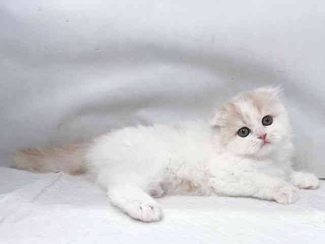 大阪府のスコティッシュフォールド (ひごペットフレンドリー堺プラットプラット店/2025年10月4日生まれ/女の子/クリームホワイト)の子猫の3枚目の画像