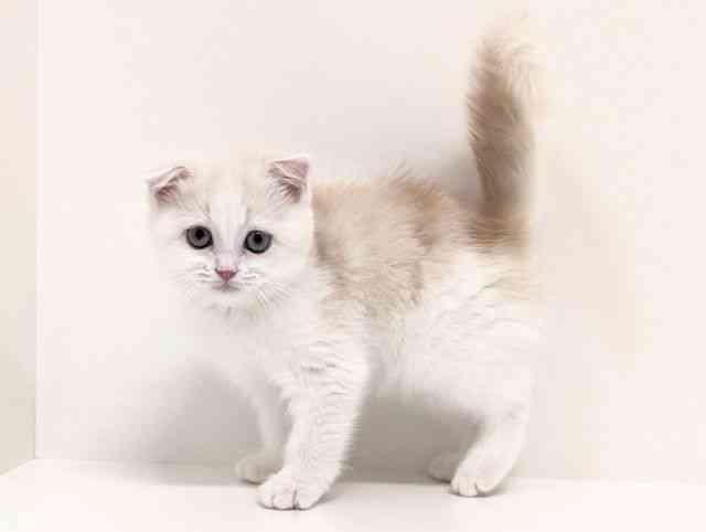 福岡県のスコティッシュフォールド (ひごペットフレンドリーリバーウォーク北九州店/2025年10月4日生まれ/女の子/クリームホワイト)の子猫の3枚目の画像