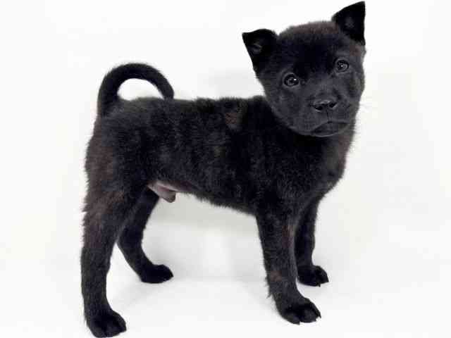 京都府の甲斐犬 (ひごペットフレンドリーイズミヤショッピングセンター八幡店/2025年10月1日生まれ/男の子/黒虎)の子犬の3枚目の画像