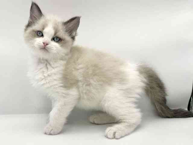大阪府のラグドール (ひごペットフレンドリーららぽーとEXPOCITY店/2025年10月3日生まれ/男の子/シールポイントバイカラー)の子猫の3枚目の画像