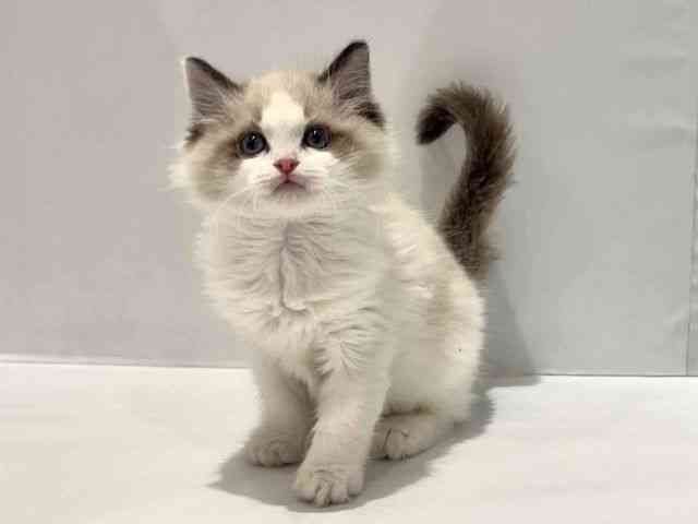 大阪府のラグドール (ひごペットフレンドリーセブンパーク天美店/2025年10月3日生まれ/男の子/シールポイントバイカラー)の子猫の3枚目の画像