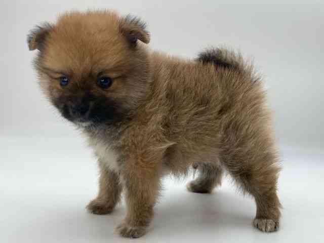 島根県のポメラニアン (ひごペットフレンドリーイオンモール出雲店/2025年10月4日生まれ/男の子/オレンジ)の子犬の3枚目の画像