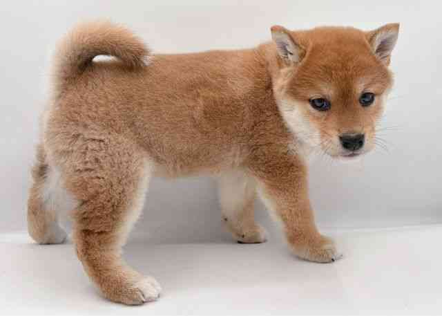 島根県の柴犬(標準サイズ) (ひごペットフレンドリーイオン松江ショッピングセンター店/2025年10月4日生まれ/女の子/赤)の子犬の3枚目の画像