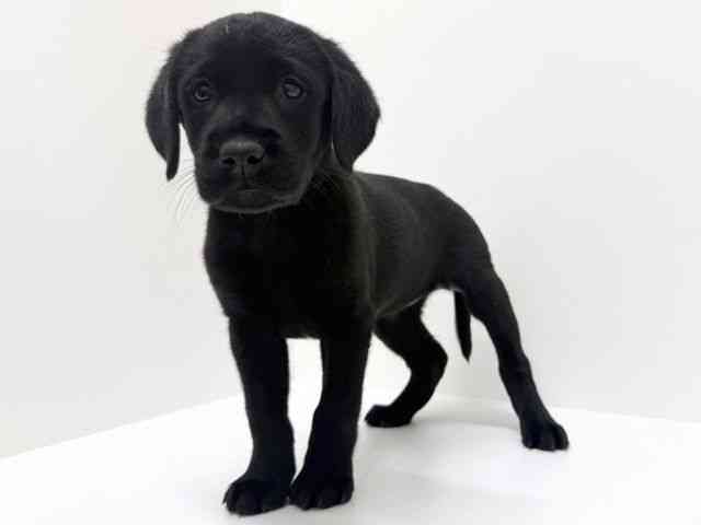 大阪府のラブラドールレトリーバー (ひごペットフレンドリーくずはモール店/2025年10月4日生まれ/女の子/ブラック)の子犬の3枚目の画像