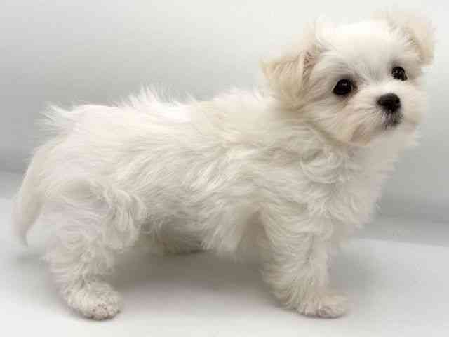 大阪府のマルチーズ (ひごペットフレンドリーららぽーとEXPOCITY店/2025年9月29日生まれ/女の子/ホワイト)の子犬の3枚目の画像