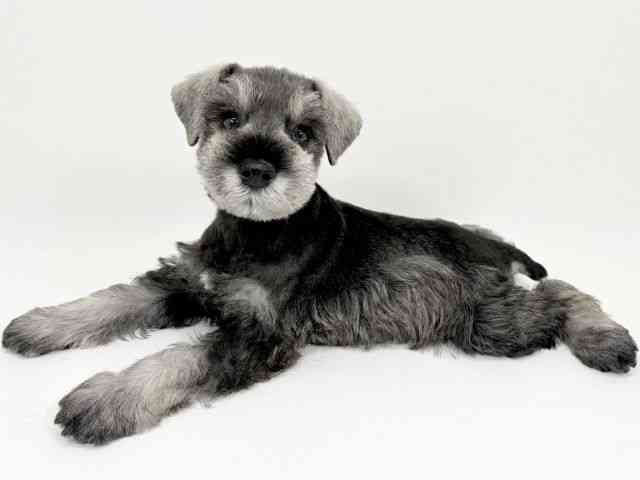 京都府のミニチュアシュナウザー (ひごペットフレンドリーイズミヤショッピングセンター八幡店/2025年10月2日生まれ/男の子/ソルトペッパー)の子犬の3枚目の画像