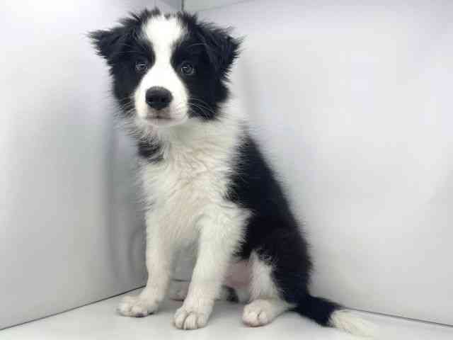 兵庫県のボーダーコリー (ひごペットフレンドリーイオンタウン加古川店/2025年10月3日生まれ/男の子/ブラックホワイトタン)の子犬の3枚目の画像