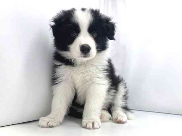 兵庫県のボーダーコリー (ひごペットフレンドリーイオンタウン加古川店/2025年10月3日生まれ/男の子/ブラックホワイトタン)の子犬の3枚目の画像