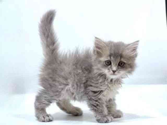 愛知県のラガマフィン (ひごペットフレンドリーヴィアモール アピタ江南西店/2025年10月5日生まれ/男の子/ブルータビー)の子猫の3枚目の画像