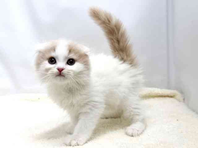 広島県のスコティッシュフォールド (ひごペットフレンドリーゆめタウン廿日市店/2025年10月5日生まれ/男の子/クリームタビーホワイト)の子猫の3枚目の画像