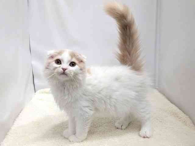 広島県のスコティッシュフォールド (ひごペットフレンドリーゆめタウン廿日市店/2025年10月5日生まれ/男の子/クリームタビーホワイト)の子猫の3枚目の画像