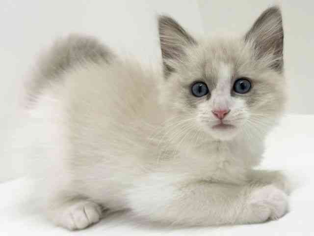 大阪府のネヴァマスカレード (ひごペットフレンドリーくずはモール店/2025年10月5日生まれ/男の子/ブルーポイントホワイト)の子猫の3枚目の画像