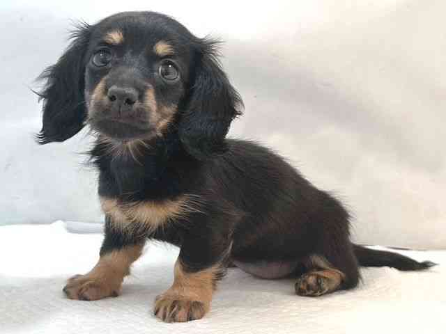 大阪府のカニンヘンダックスフンド(ロング) (ひごペットフレンドリー堺プラットプラット店/2025年10月4日生まれ/女の子/ブラックイエロー)の子犬の3枚目の画像