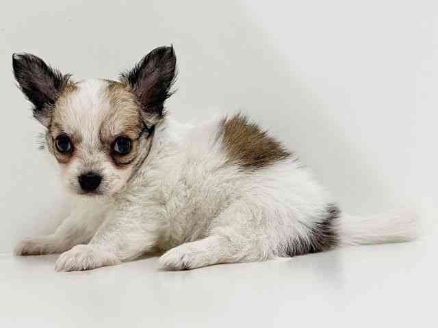 奈良県のチワワ(ロング) (ひごペットフレンドリーイオンモール橿原ウエスト・ビレッジ店/2025年10月3日生まれ/女の子/パーティーカラー)の子犬の3枚目の画像