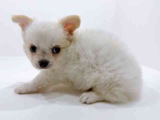 広島県のチワワ(ロング) (ひごペットフレンドリーフジグラン神辺店/2025年10月3日生まれ/男の子/ホワイト)の子犬の3枚目の画像