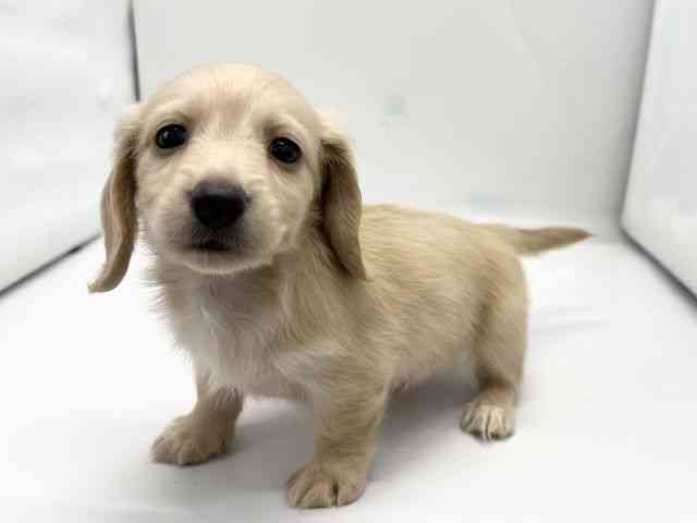 京都府のミニチュアダックスフンド(ロング) (ひごペットフレンドリー京都店/2025年10月4日生まれ/男の子/イエロー)の子犬の3枚目の画像