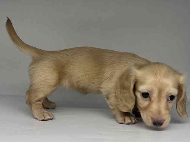 徳島県のミニチュアダックスフンド(ロング) (ひごペットフレンドリーゆめタウン徳島店/2025年10月4日生まれ/女の子/イエロー)の子犬の3枚目の画像