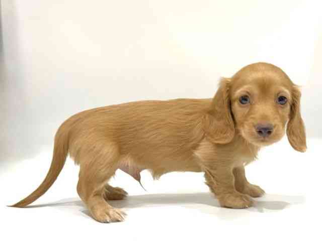 愛知県のミニチュアダックスフンド(ロング) (ひごペットフレンドリーヴィアモール アピタ江南西店/2025年10月4日生まれ/男の子/ゴールド)の子犬の3枚目の画像