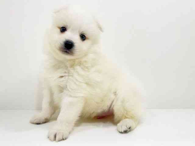 広島県の日本スピッツ (ひごペットフレンドリーフジグラン神辺店/2025年10月5日生まれ/男の子/ホワイト)の子犬の3枚目の画像